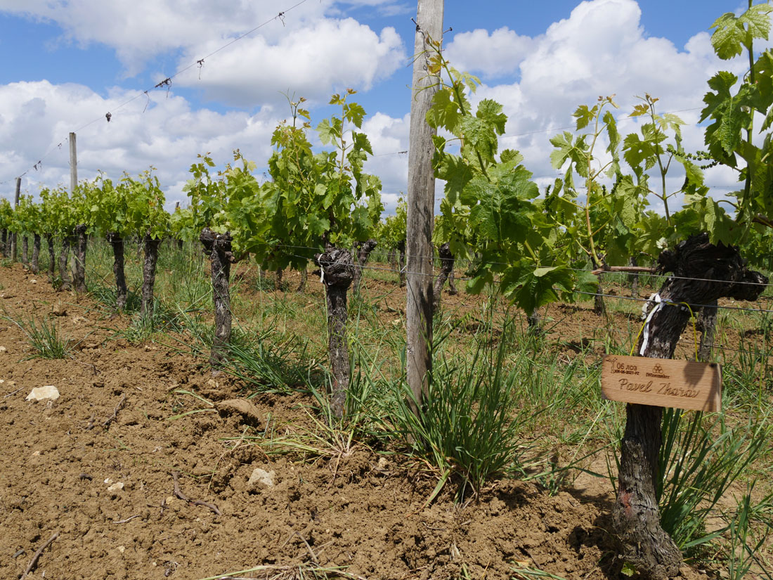 Виноградник на урожай